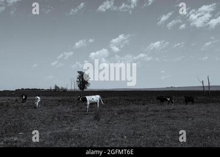 Rinder in der Landschaft von Pampas, La Pampa, Argentinien. Stockfoto