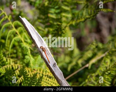Gemeine Darter-Libelle männlich ie Sympetrum striolatum in Habitat, Großbritannien. Stockfoto