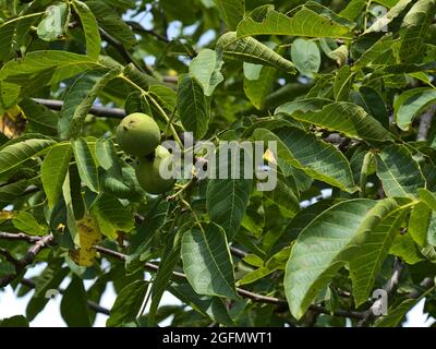 Nahaufnahme eines juglans regia-Baumes, auch Perser, englischer oder Karpaten-Walnuss genannt, mit Ästen, grünen Früchten und Blättern auf dem Limburger Hügel. Stockfoto