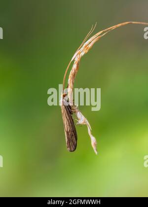 Caddis-Fliege, auch bekannt als Scedge-Fliegenmakro. Trichoptera. Stockfoto
