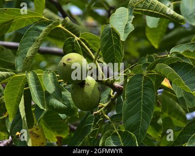 Nahaufnahme des juglans regia-Baumes, auch persische, englische oder karpatische Walnuss genannt, mit grünen Früchten und Blättern am Sommertag auf dem Limburger Hügel. Stockfoto