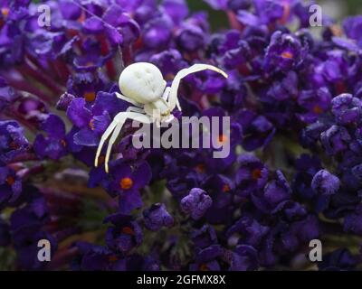 Weiße Krabbenspinne, Misumena vatia auf tiefvioletten Blüten von Butterfly Bush ie Buddleia davidii. Stockfoto