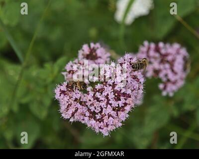 Hochwinkelansicht des Blütenkopfes einer Oranganopflanze (origanum vulgare) mit rosa Blüten und zwei Bienen, die Nektar auf einer Wiese sammeln. Stockfoto