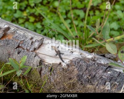 UK Common Eidechse - Zootoca vivipara, sonnen sich in der Sonne auf dem Baumstamm. Stockfoto