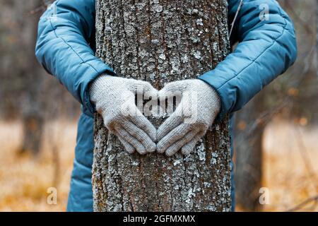 Die Hände der Frauen umarmen den Baum und machen ein Herzzeichen auf dem Baumstamm vor dem Hintergrund der verwischten Herbstnatur Stockfoto