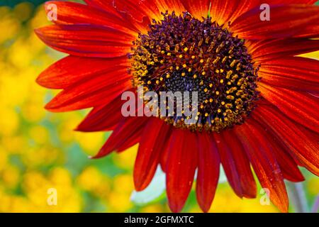 Nahaufnahme eines isolierten, leuchtend roten Sonnenblumenkopfes (helianthus) auf einem verwackelten gelben Hintergrund -09 Stockfoto