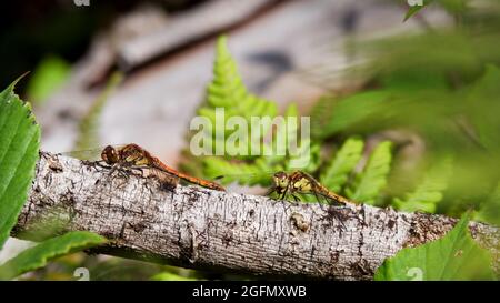 Zwei gewöhnliche Darter-Libellen, dh Sympetrum striolatum, in Habitat, Großbritannien. Stockfoto