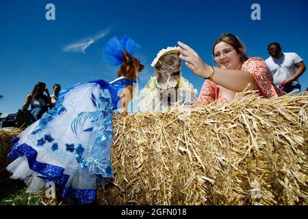 Rosie und Minnie werden von ihrem Besitzer Tiffany Burrows gekleidet, der beim „bestgekleideten Hundewettbewerb“ im Dogstival, Burley in The New Forest Sat, teilnimmt Stockfoto