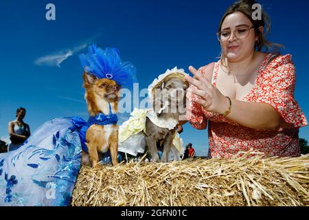 Rosie und Minnie werden von ihrem Besitzer Tiffany Burrows gekleidet, der beim „bestgekleideten Hundewettbewerb“ im Dogstival, Burley in The New Forest Sat, teilnimmt Stockfoto