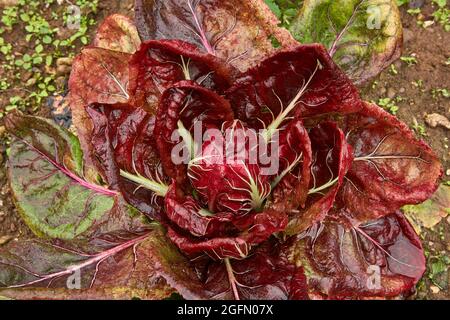 Italienisches Rotblättrig-Gemüse, bekannt als Radicchio Stockfoto