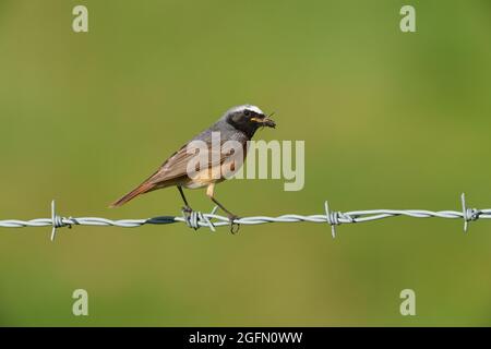 Männliche Rottanz trägt Insekten für eine Jungbrut im Schnabel, die auf einem Drahtzaun in Nordwales thront Stockfoto