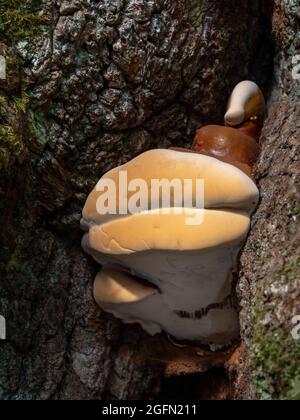 Ganoderma resinaceum auf Baumstamm. Seltener poroider Pilz. Stockfoto