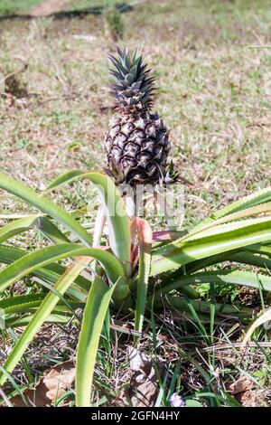 Ananas wächst auf einem Feld im Guasasa-Tal in der Nähe von Vinales, Kuba Stockfoto