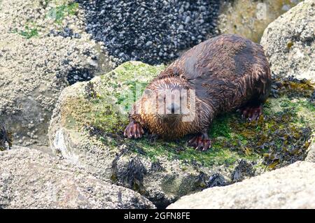 Nordamerikanischer Flussotter (Lontra canadensis) auf Felsen mit Seepocken. Stockfoto