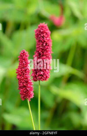 Bistorta amplexicaulis Black Adder, Pink Bistort, Deep Pink Flowers im Hochsommer Stockfoto