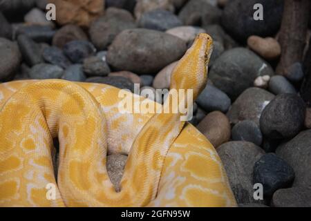 Gelbe Python Nahaufnahme von Steinen Stockfoto