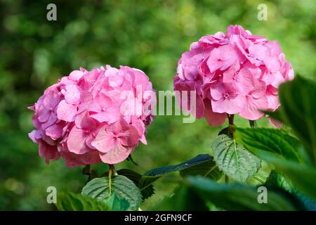 Hydrangea macrophylla Hamburg, Hydrangea Raham, Mopkopfblüten, die je nach pH-Wert des Bodens von rosa bis blau reichen Stockfoto