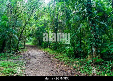 Wanderweg im Cockscomb Basin Wildlife Sanctuary, Belize. Stockfoto