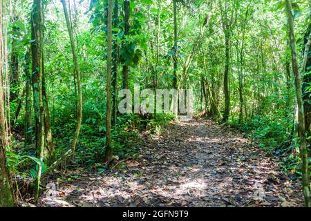 Wanderweg im Cockscomb Basin Wildlife Sanctuary, Belize. Stockfoto