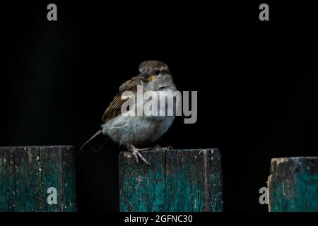 Einsamer wilder Sperling, der auf einem Holzzaun vor dunklem Hintergrund sitzt. Stockfoto