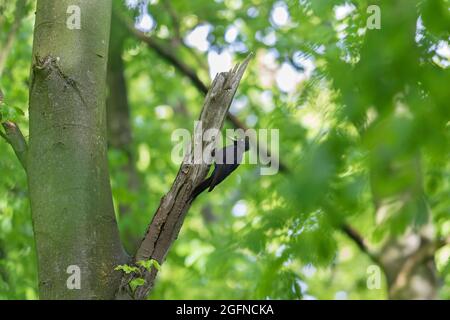 Schwarzspecht (Dryocopus martius) Weibchen, die im Frühjahr auf der Buche im Wald Nahrungssuche machen Stockfoto