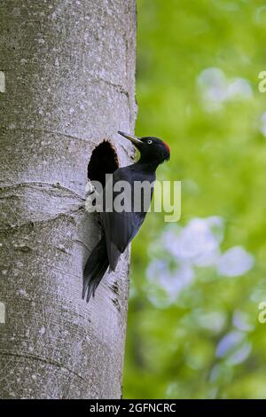 Schwarzspecht (Dryocopus martius) Weibchen am Nestloch in der Buche im Wald im Frühjahr Stockfoto