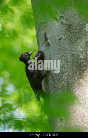 Schwarzspecht (Dryocopus martius) Weibchen füttert im Frühjahr zwei Junge / Küken / Nestlinge im Nistloch in Buche im Wald Stockfoto