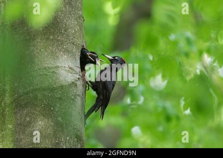Schwarzspecht (Dryocopus martius) Weibchen füttert im Frühjahr zwei Junge / Küken / Nestlinge im Nistloch in Buche im Wald Stockfoto