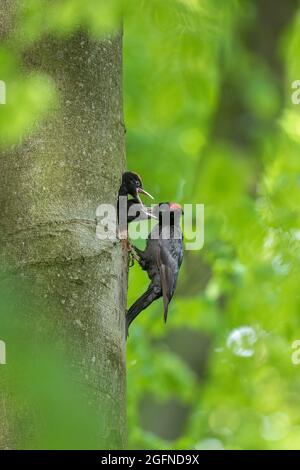 Schwarzspecht (Dryocopus martius) Weibchen füttert im Frühjahr zwei Junge / Küken / Nestlinge im Nistloch in Buche im Wald Stockfoto