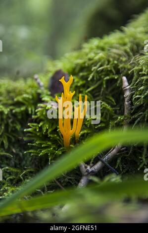 Interessante schöne gelbe, ungenießbare Korallenpilze Calocera ccosa, die in frischem Moos in einem dunklen lettischen Herbstwald auf Holz wachsen Stockfoto