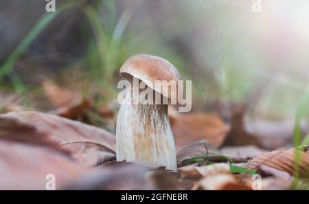 Steinpilz in einer Waldlichtung Stockfoto