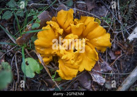 Wunderschöne Textur eines gelben großen, welligen Pilzkopfes in einem dunklen lettischen Herbstwald Stockfoto