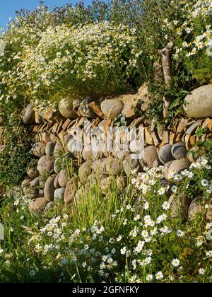 Chamaemelum nobile, Kamille, die auf und um eine kornische Feldhecke wächst, Cornwall, Großbritannien Stockfoto