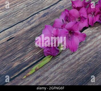 Ziemlich tiefrosa Gladiolenblüten und Knospen liegen auf einem Holztisch Stockfoto