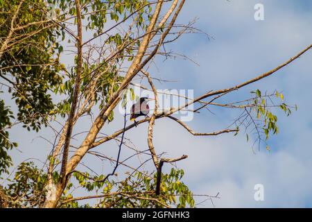 Montezuma oropendola (Psarocolius montezuma) auf einem Baum, Nationalpark Tikal, Guatemala Stockfoto
