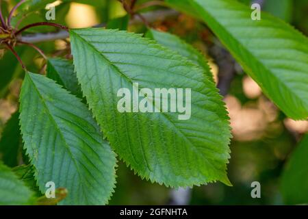 Blatt Prunus avium Stockfoto