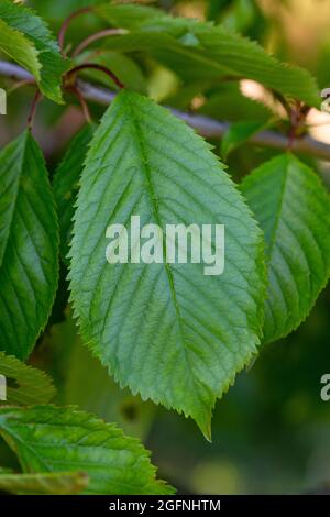 Blatt Prunus avium Stockfoto