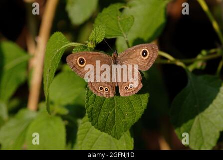 Gewöhnlicher fünf-Ring-Schmetterling (Ypthima baldus), der auf einem Blatt mit geöffneten Flügeln im Norden Thailands sonnenbaden kann November Stockfoto