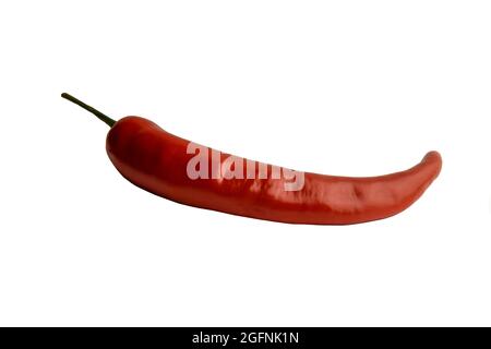 Eine frische rote Paprika-Nahaufnahme auf weißem Hintergrund mit einem grünen Pferdeschwanz Stockfoto