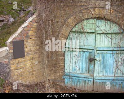 Alte, türkisfarbene Holztür zu einem geschlossenen Weinkeller in einem Kerker mit Mauerwerk und einem Schloss. Alles ist mit getrockneten Reben bedeckt. Stockfoto