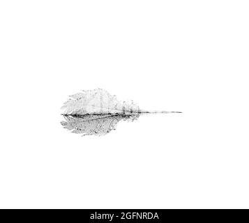 Feder in hoher Tonart Stockfoto