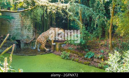 PORTO, PORTUGAL - 05. Jul 2021: Eine Leopardenskulptur im Botanischen Garten von Porto, Portugal Stockfoto