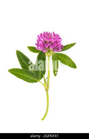 Roter Kleeblatt auf weißem Hintergrund, Heilpflanze, Wildblume für Verpackungsdesign. Stockfoto