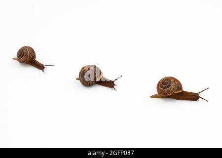 Eine Gruppe von Schnecken auf weißem Hintergrund, die in einer Linie kriechen, Seitenansicht. Stockfoto