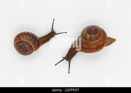 Gartenschnecken isoliert auf weißem Hintergrund. Für Nahaufnahme. Stockfoto