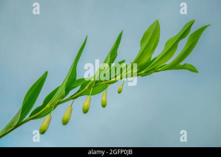 Bell officinalis Zweig mit weißen Blumen und grüne Blätter. Stockfoto