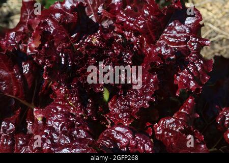 Roter Salat wächst in einem Gemüsegarten, Nahaufnahme. Stockfoto