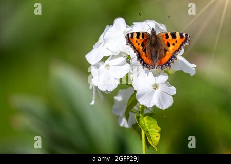 Nahaufnahme eines kleinen Tortoiseshell-Schmetterlings auf Blütenblättern aus weißen Blütenständen, Stockfoto