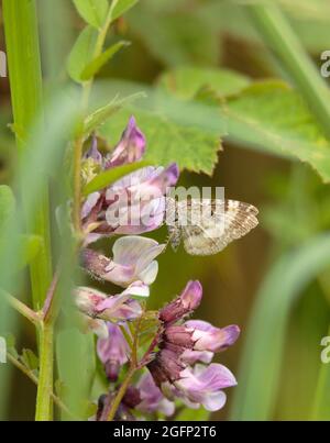 Heath Moth Stockfoto