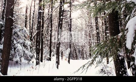 New Hampshire White Mountain National Forest Trail im Winter Stockfoto